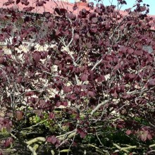 Cercis canadensis 'Forest Pansy'