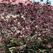 Cercis canadensis 'Forest Pansy'