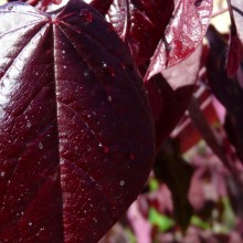 Cercis canadensis 'Forest Pansy'