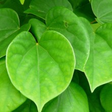 Cercis chinensis 'Avondale'