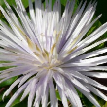 Clematis hybr. 'Crystal Fountain'