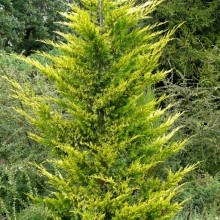 Cupressocyparis leylandii 'Gold Rider'