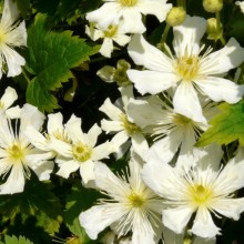 Clematis fargesii