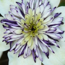Clematis florida 'Sieboldii'