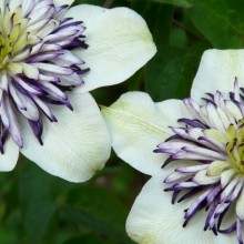 Clematis florida 'Sieboldii'