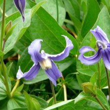 Clematis integrifolia