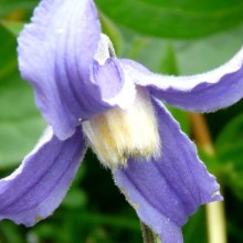 Clematis integrifolia