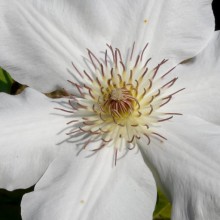 Clematis hybr. 'Jerzy Popieluszko'