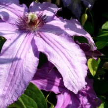 Clematis hybr. 'Minister'