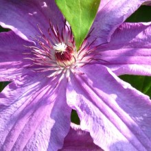 Clematis hybr. 'Minister'