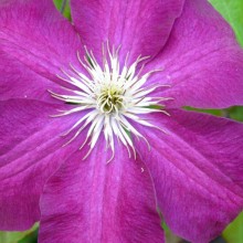 Clematis hybr. 'Niobe'