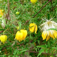 Clematis tangutica 'Corry'