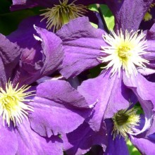 Clematis hybr. 'Viola'