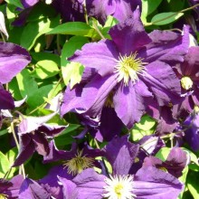 Clematis hybr. 'Viola'