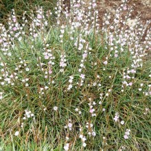 Acantholimon