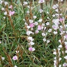 Acantholimon