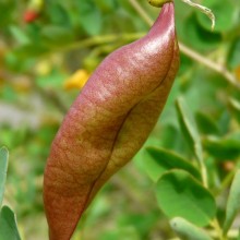 Colutea arborescens