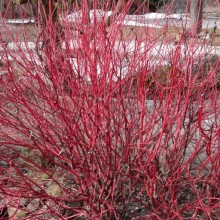 Cornus alba
