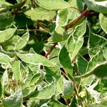 Cornus alba 'Argenteomarginata'