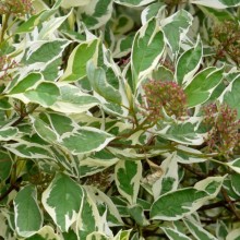 Cornus alba 'Elegantissima'