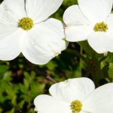 Cornus florida