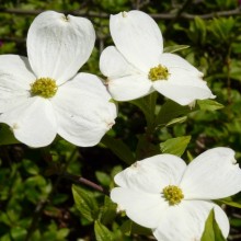 Cornus florida