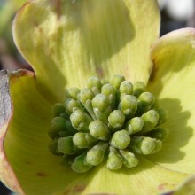 Cornus florida 'Rainbow'