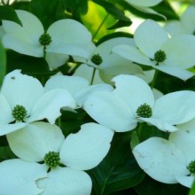 Cornus kousa 'Gold Star'