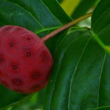 Cornus kousa 'Gold Star'
