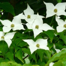 Cornus kousa 'Milky Way'