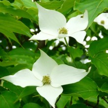 Cornus kousa 'Milky Way'