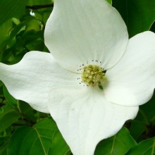 Cornus kousa 'Milky Way'