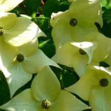 Cornus kousa 'Milky Way'