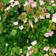 Cornus kousa 'Satomi'