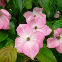 Cornus kousa 'Satomi'