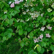 Cornus kousa 'Satomi'