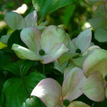 Cornus kousa 'Satomi'