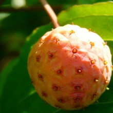 Cornus kousa 'Satomi'