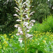 Acanthus balcanicus