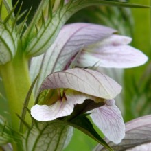 Acanthus balcanicus