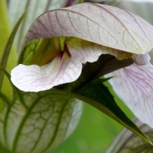 Acanthus balcanicus