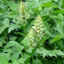 Acanthus balcanicus