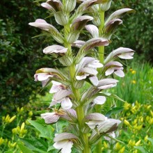 Acanthus balcanicus