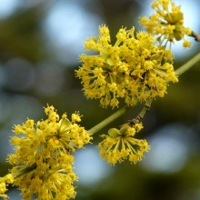 Cornus mas | květ
