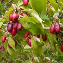 Cornus mas | plody