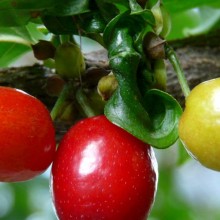 Cornus mas