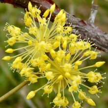 Cornus officinalis | květ