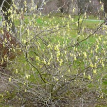 Corylopsis willmottiae 'Spring Purple'