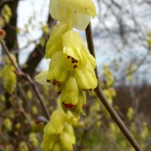 Corylopsis willmottiae 'Spring Purple'