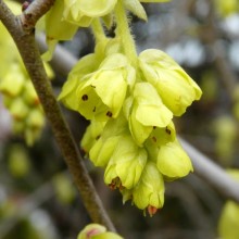 Corylopsis spicata | květ